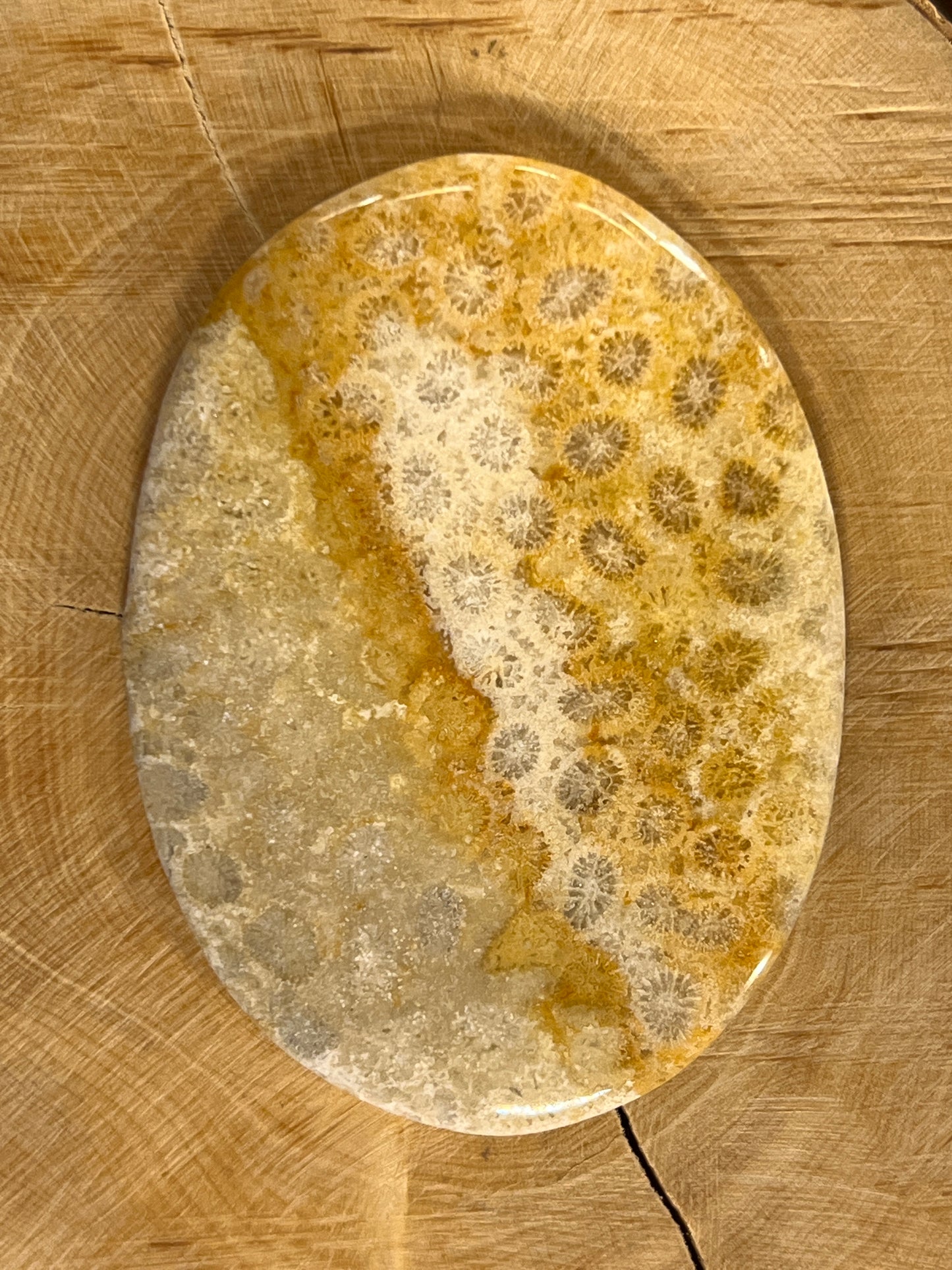 Fossile Corail n°3 (5,9cm x 24,2cm)