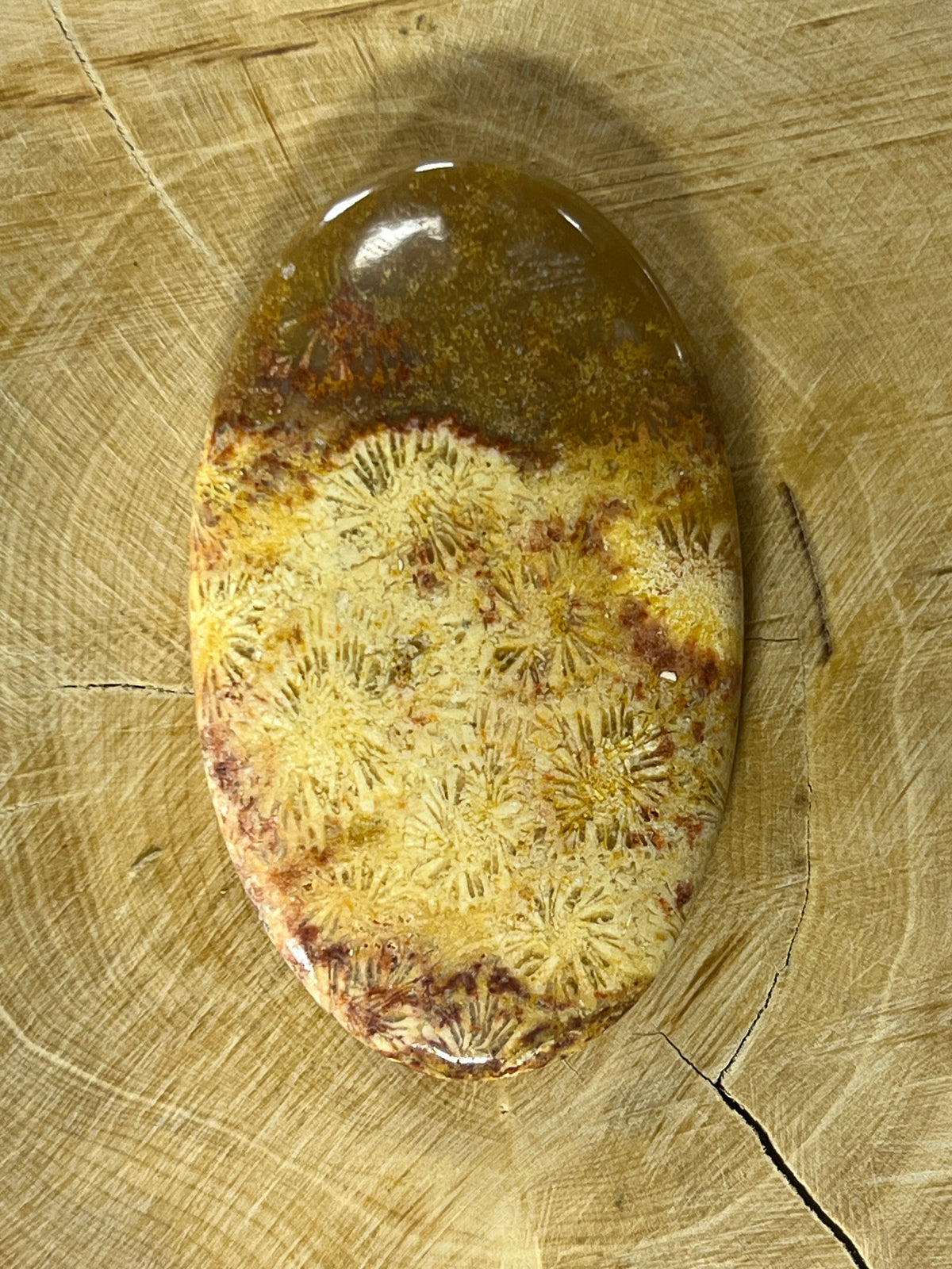 Fossile Corail n°3 (5,1cm x 3cm)