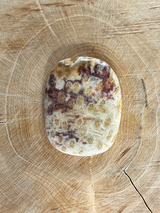 Fossile Corail n°3 (3,5cm x 2,7cm)