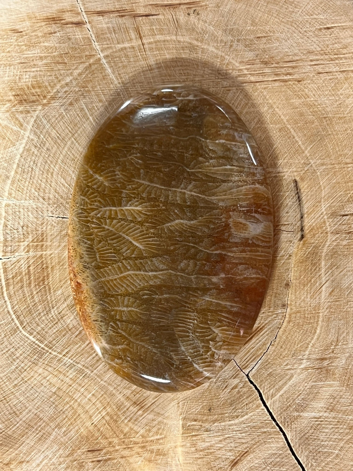 Fossile Corail n°1 (5,1cm x 3,4cm) - Solyluna Macramé