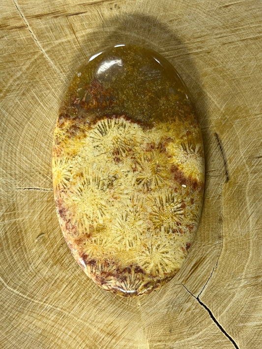 Fossile Corail n°3 (5,1cm x 3cm) - Solyluna Macramé