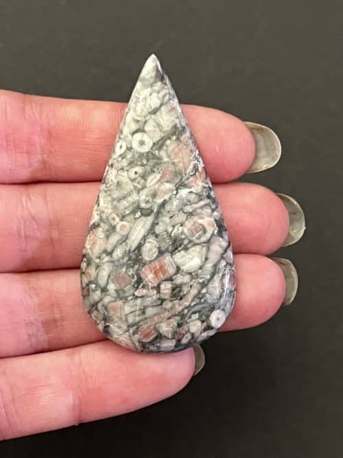 Crinoïde Fossile